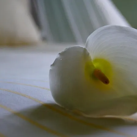 Magnolia Appartamento *